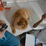 Tipps zum Schreiben einer Bewerbung für ein Praktikum beim Tierarzt